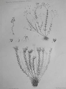 Crassula Mongolica plante Gravure d'APREVAL botanique Archives du Muséum XIXéme - Bild 1 von 2