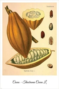 Cacao Vintage Botanical Floral Illustration Art Poster 20x30 - Picture 1 of 1