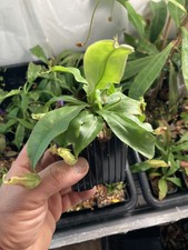 Nepenthes Rafflesiana