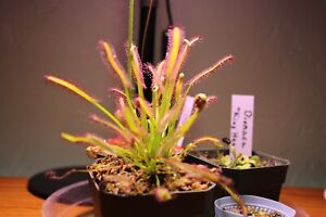 Drosera Capensis Typical Cape Sundew Carnivorous Plant Medium Fast Growing