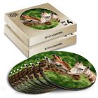 8x Round Coasters in the Box - Mother Baby Giraffe Animals  #15587
