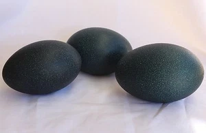 Empty Emu Egg (1 egg) - Picture 1 of 1