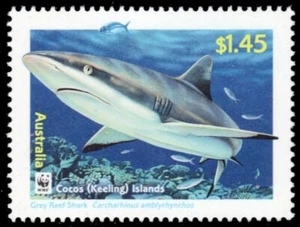 COCOS ISLANDS 343 - Grey Reef Shark "Caracharhinus amblyrhynchos" (pb75995) - Picture 1 of 1