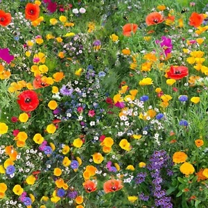 Wildflower Seeds Mix Seed Wild Flowers Garden Bee Scented Meadow Flower NO GRASS - Picture 1 of 20