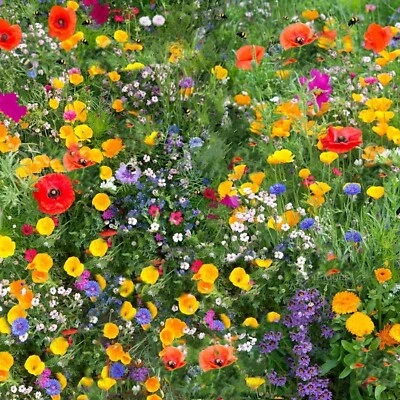 Wildflower Seeds Mix Seed Wild Flowers Garden Bee Scented Meadow Flower NO GRASS - Image 1 of 4