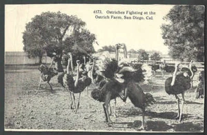 Ca 1909 PPC San Diego Ca Ostriches Fighting At Farm Mint Has Wear & Creases - Imagen 1 de 1