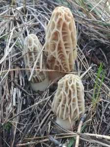 Fresh Morel Mushrooms 1lb Pre-orders - Picture 1 of 10