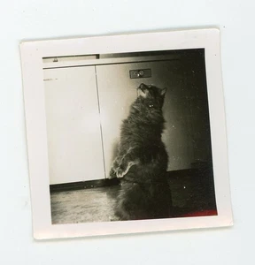 Gatto animale domestico che chiede l'elemosina per il trattamento - foto animale dark moody vintage istantanea - Foto 1 di 3