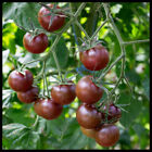 + Black Cherry + Tomaten 15+ Samen Tomatensamen Paradeiser Pomodoro Seeds