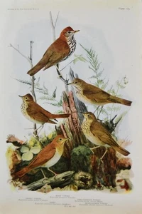 Antiguo arte de aves ornitología aves de Nueva York zorzal de madera 1923 historia - Imagen 1 de 8