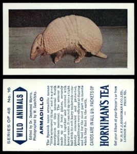 Armadillo #16 Wild Animals 1958 Hornimans Tea Card - Picture 1 of 1