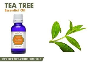 Tea Tree Essential Oil 100% Pure Natural Aromatherapy Therapeutic Grade Oils - Picture 1 of 3