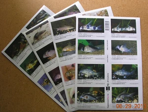 Paket ALLER Ergänzungen für AQUALOG Alle CORYDORAS (Peel Back Aufkleber) - Bild 1 von 1