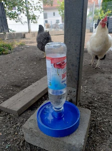 Geflügeltränke Hühnertränke Küken, Wachteln, Hühner Wasser Tränke - Bild 1 von 4