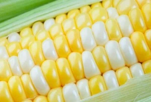 250 Ambrosia Sweet Corn Seeds - Picture 1 of 3