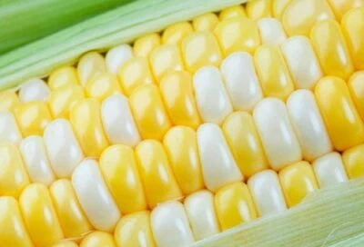 250 Ambrosia Sweet Corn Seeds - Image 1 of 3