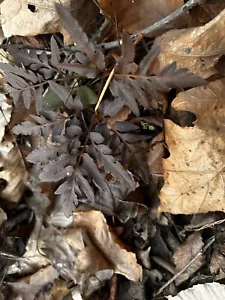 Cut-leaf grape fern. Rare - Picture 1 of 3