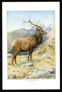 American Elk, Wapiti, 1916 Louis Agassiz Fuertes print, North American wildlife - Picture 1 of 3