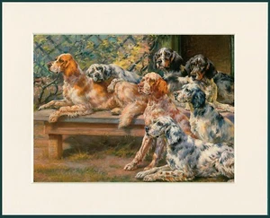 ENGLISCHE SETTERGRUPPE SCHÖNER HUNDEDRUCK MONTIERT RAHMENFERTIG - Bild 1 von 1