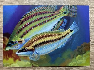 Ukraine 2024 Postcard "EUROPA. Underwater Fauna and Flora. Symphodus tinca" - Picture 1 of 2