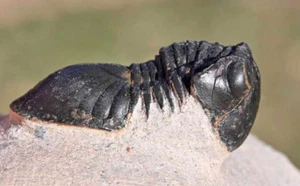 Fósil de trilobite, Paralejurus hamlagdadicus, de Marruecos #1 - Imagen 1 de 7