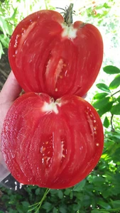 10 graines de tomate Work Release Paste heirloom tomato seeds méth.bio - Picture 1 of 12