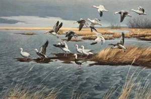 Maynard Reece - Schneegänse - Blaugänse (Top Zustand) - S/N Litho signiert - Bild 1 von 1