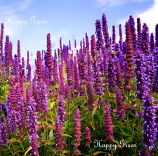 GIANT HYSSOP - 600 SEEDS - Agastache Mexicana Lavender Blue - Perennial flower