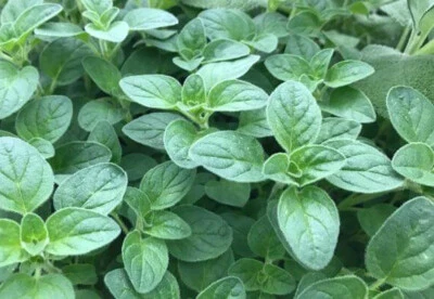500+ Semillas de Orégano Italiano (Origanum vulgare) Herencia Saludable Sabrosa Pizza Hierba EE. UU. Foto 1 de 2