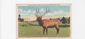 Alce toro / Tower Fall Area / Yellowstone Wyoming / cartolina d'epoca in lino Haynes - Foto 1 di 2