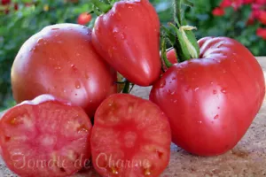 10 seltene Tomatensamen Känguruherz fleischig süß duftend met.bio - Bild 1 von 10