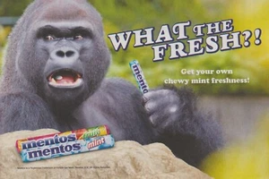 Mentos Candy 2015 - Gorilla Eating Mints "¡¿Qué fresco?!" - Foto publicitaria impresa - Imagen 1 de 2