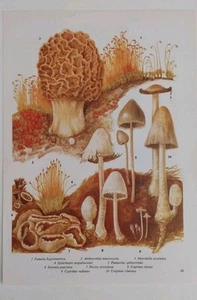 Mushroom Art Vintage Botanical Print Picture Fungi Plant Bookplate Illustration - Picture 1 of 4