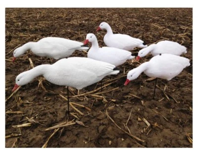 Snow Goose Full Body Hunting Decoys 6pack - Image 1 of 3
