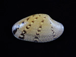 Sea Shell Paphia alapapilionis 74 mm ID#9096 - Imagen 1 de 4