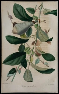 1843 - Fig Ficus - engraving antique - Botany - Flowers IN Colors - Imagen 1 de 3