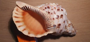 Tritonschnecke Tritonshorn Charonia Tritonis Schneckenhaus Muschelhorn - Bild 1 von 7