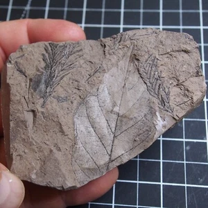 153gr Alnus Taxodium Tree leaf Plant Leafy tree Doli Bilina Fossil dino 01 - Picture 1 of 10