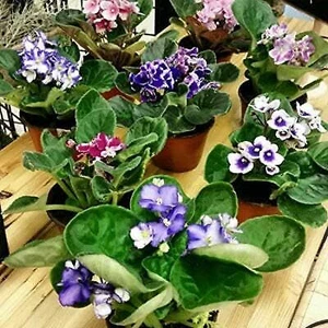 African Violets Live Plants Pack Of 6 Indoor Flowering Potted Multicolor Set - Picture 1 of 3