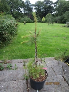 Pinus monticola pendula, weeping western white pine 7.5L 75-85cm, EXACT ITEM - Picture 1 of 1