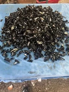 1kg Blaumuschelschale - Bild 1 von 5