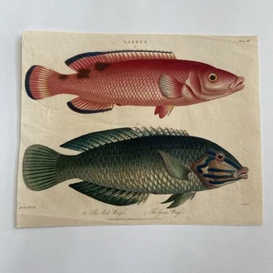 Antique 1820s Hand-Colored Engraving – “Labrus” (Red & Green Wrasse)  - Picture 1 of 3