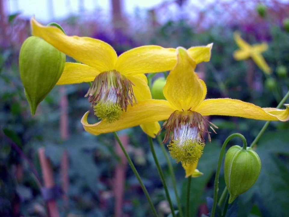 Radares Espectacular Show Of A Clematis In Full Bloom Love Queen Of Vines 20 Semillas Foto 1 de 1