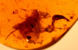 Scorpion Claw with Worker Ant in Burmite Burmese Amber Fossil Dinosaur Age - Picture 1 of 9