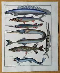 Fish Large Original Print Oken Folio (O) - 1843 - Picture 1 of 1