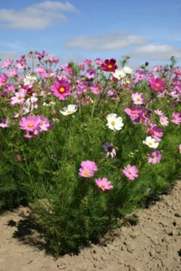 205+Cosmos Sensational Tall Mixed Color Seeds, "Brooklyns Botanical Garden Club" - Picture 1 of 14