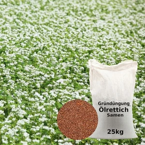 (2,49€/kg) Ölrettich 25 kg Gründüngung Herbstdünger Bodenverbesserung Samen - Bild 1 von 5
