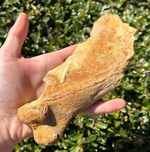 HUGE Kem Kem Fossil Dinosaur Bones Morocco 8.5” Cretaceous Age - Picture 1 of 9
