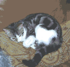 BN original cross stitch  chart  Tabby  and white cat  sleeping  on a cushion 1