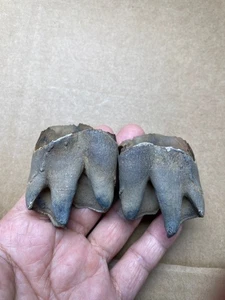 2 pieces big Ice Age mammal tooth specimen Pleistocene - Picture 1 of 17